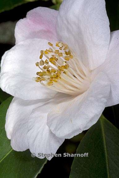 camellia japonica x cuspidata graphic